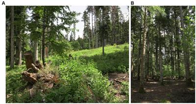 Responses of a soil fungal community to severe windstorm damages in an old silver fir stand